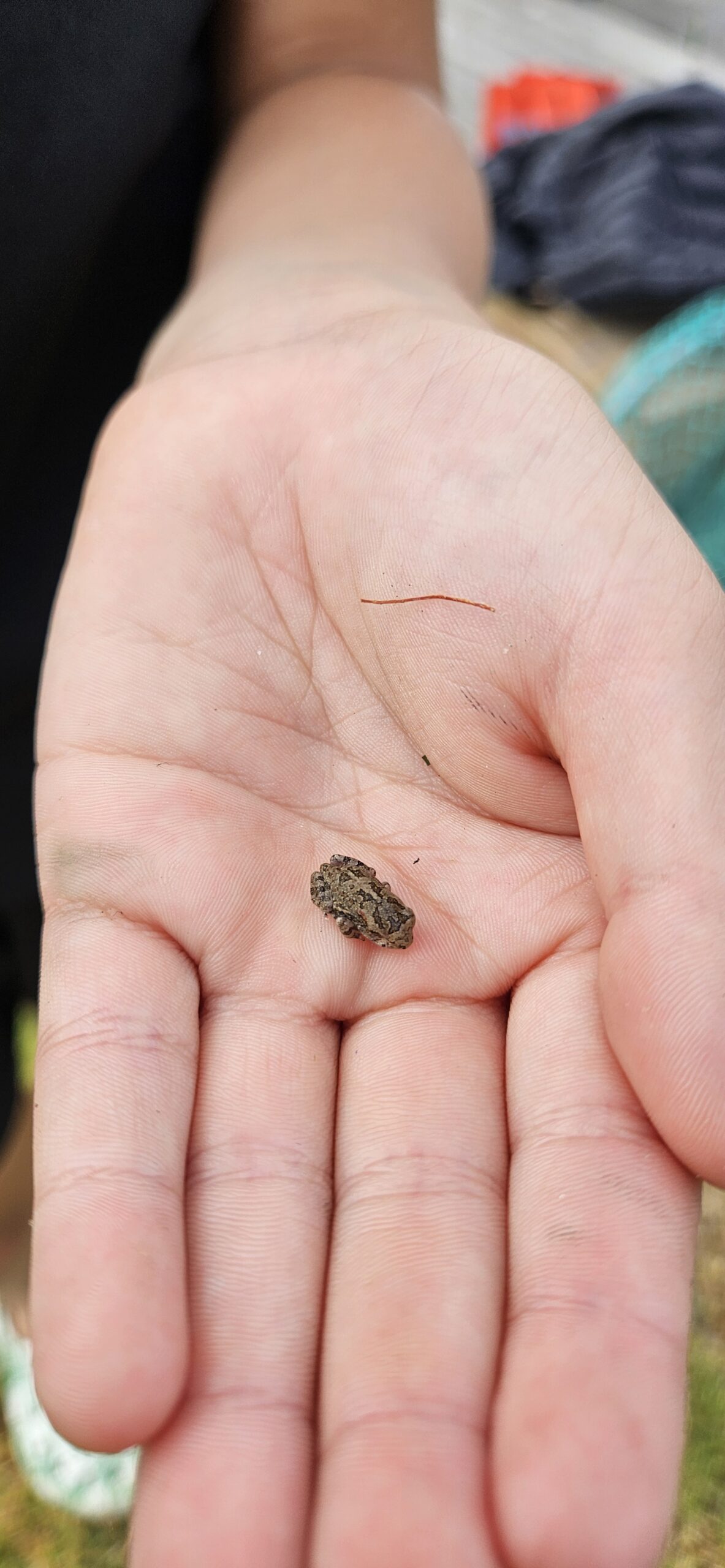 A small brown frog rests gently in a child's open hand during an outdoor adventure at a birthday party near a school dam.